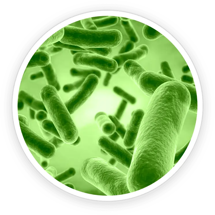 B. Coagulans Probiotic Strain SEO Optimized