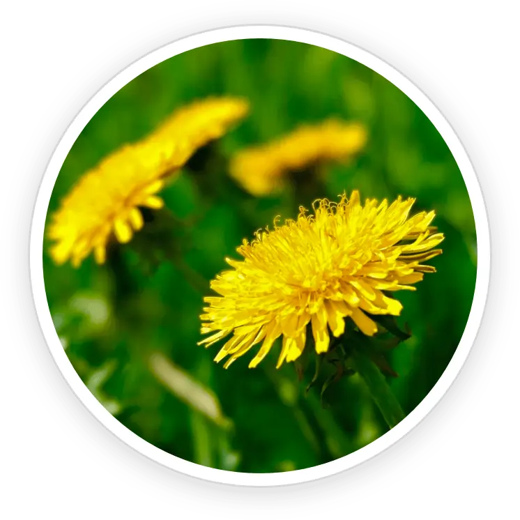 Organic Dandelion Extract SEO Optimized