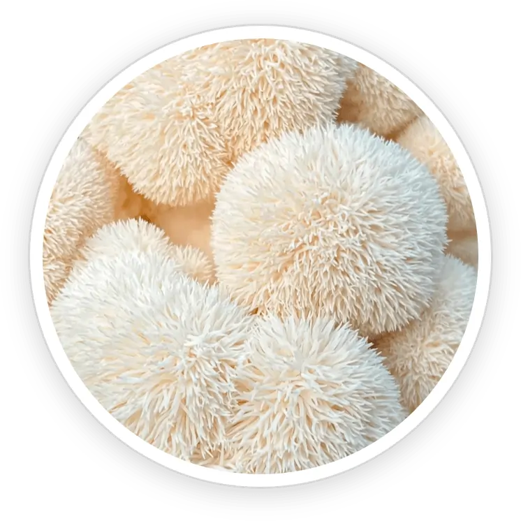 Organic Lion's Mane Mushroom SEO Optimized